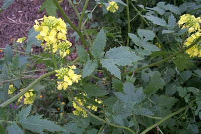 Yellow Mustard Yellow Mustard