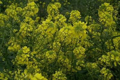 Yellow Mustard Yellow Mustard