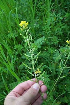Yellow Mustard Yellow Mustard
