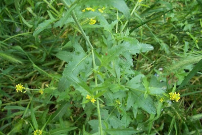 Hedgemustard Hedgemustard