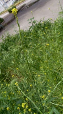 Hedgemustard Hedgemustard