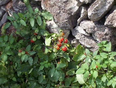 Garden tomato