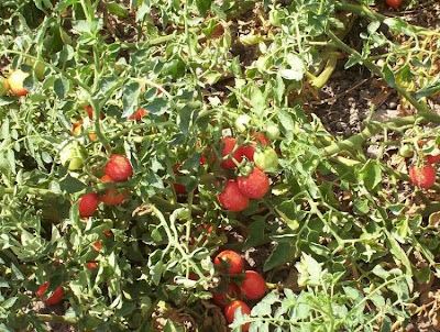 Garden tomato
