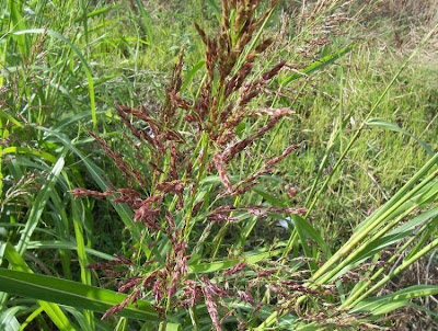 sorghum_halepense_8.jpg