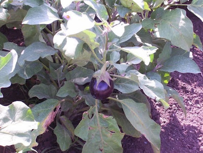 Brinjal eggplant