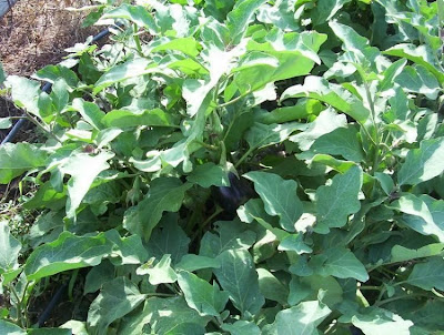 Brinjal eggplant