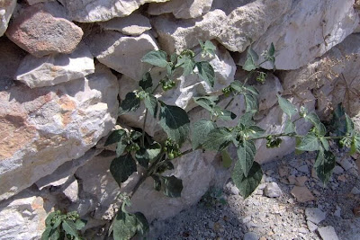Garden nightshade