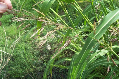 Sagginella