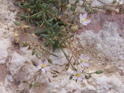 Salt sandspurry