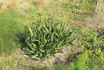 Urginea maritima,
Meerzwiebel,
red squill,
red-squill,
Scilla marittima,
Sea squill,
sea-onion,
sea-squill,
squill,
Squilla,
White Squill