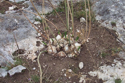 Urginea maritima,
Meerzwiebel,
red squill,
red-squill,
Scilla marittima,
Sea squill,
sea-onion,
sea-squill,
squill,
Squilla,
White Squill