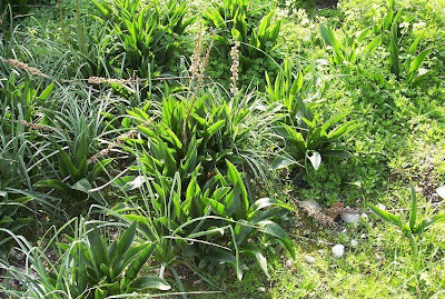Urginea maritima,
Meerzwiebel,
red squill,
red-squill,
Scilla marittima,
Sea squill,
sea-onion,
sea-squill,
squill,
Squilla,
White Squill