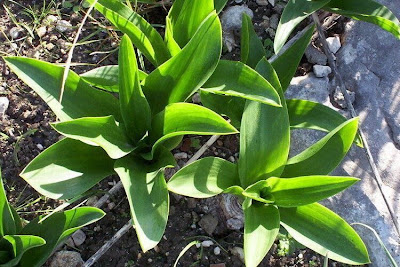 Urginea maritima,
Meerzwiebel,
red squill,
red-squill,
Scilla marittima,
Sea squill,
sea-onion,
sea-squill,
squill,
Squilla,
White Squill