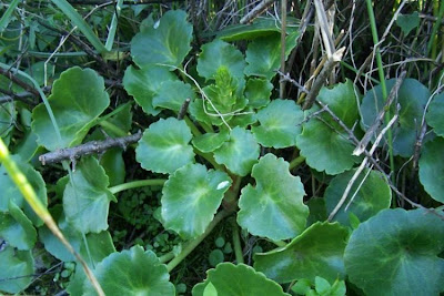Umbilicus horizontalis,
Little Pennywort,
Narrow Navelwort,
Ombelico di Venere minore