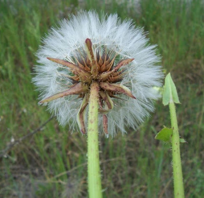 Prickly Golden Fleece