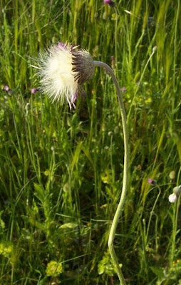 Bunte Distel Bunte Distel
