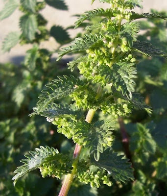 Burning nettle