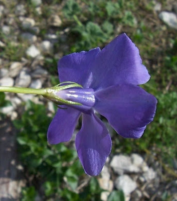 Greater periwinkle