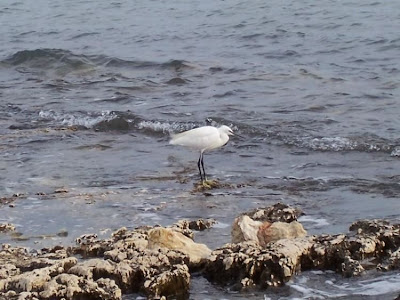 Aigrette garzette Aigrette garzette