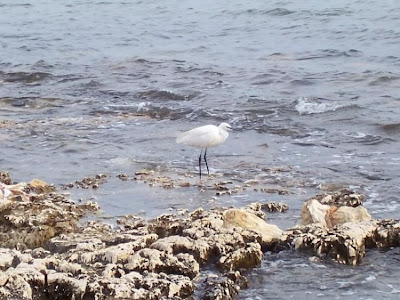 Aigrette garzette Aigrette garzette