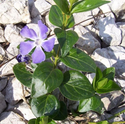 Vinca major L.