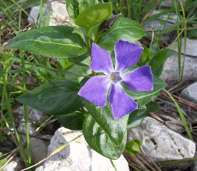 Vinca major L.