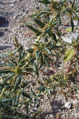 Xanthium spinosum,
Bathurst burr,
Bathurst-bur,
boetebos,
cachurrera menor,
carrapicho-de-Santa-Helena,
cocklebur,
dornige Spitzklette,
lampourde &eacute;pineuse,
Nappola spinosa,
pegotes,
pica-tr&ecirc;s,
prickly burweed,
spiny cocklebur