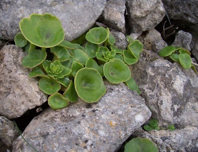 Umbilicus horizontalis,
Little Pennywort,
Narrow Navelwort,
Ombelico di Venere minore