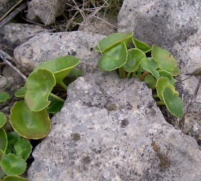 Umbilicus horizontalis,
Little Pennywort,
Narrow Navelwort,
Ombelico di Venere minore