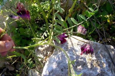 Vesce de Bengale