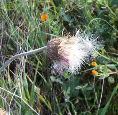 Bunte Distel Bunte Distel