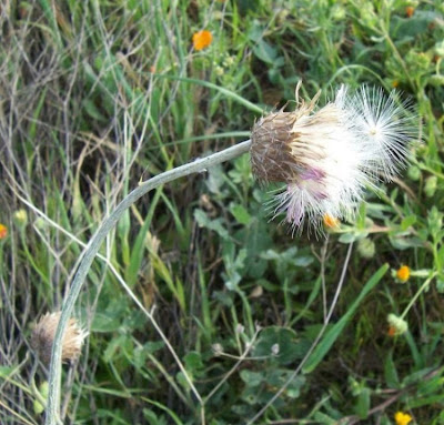 Bunte Distel Bunte Distel