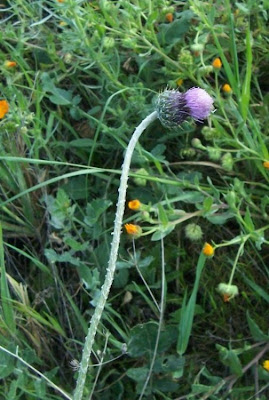 Bunte Distel Bunte Distel