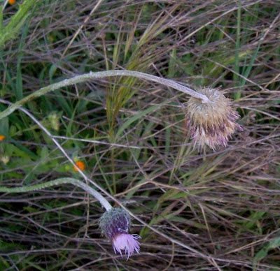 Bunte Distel Bunte Distel