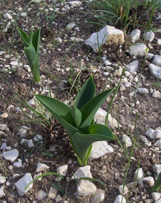 Urginea maritima,
Meerzwiebel,
red squill,
red-squill,
Scilla marittima,
Sea squill,
sea-onion,
sea-squill,
squill,
Squilla,
White Squill