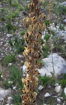 Urginea maritima,
Meerzwiebel,
red squill,
red-squill,
Scilla marittima,
Sea squill,
sea-onion,
sea-squill,
squill,
Squilla,
White Squill