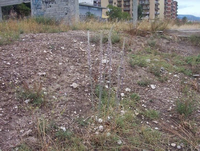 Urginea maritima,
Meerzwiebel,
red squill,
red-squill,
Scilla marittima,
Sea squill,
sea-onion,
sea-squill,
squill,
Squilla,
White Squill