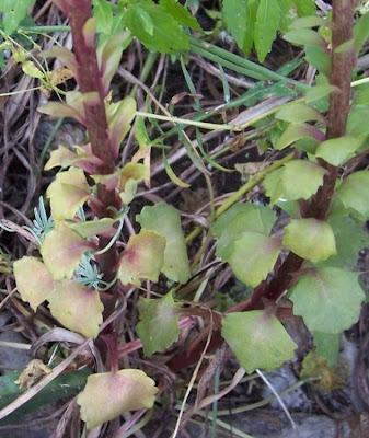 Umbilicus horizontalis,
Little Pennywort,
Narrow Navelwort,
Ombelico di Venere minore