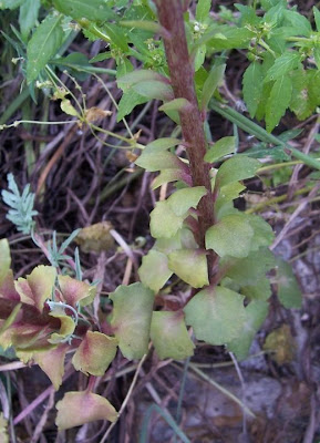Umbilicus horizontalis,
Little Pennywort,
Narrow Navelwort,
Ombelico di Venere minore