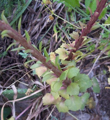 Umbilicus horizontalis,
Little Pennywort,
Narrow Navelwort,
Ombelico di Venere minore