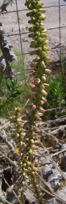 Umbilicus horizontalis,
Little Pennywort,
Narrow Navelwort,
Ombelico di Venere minore