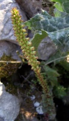 Umbilicus horizontalis,
Little Pennywort,
Narrow Navelwort,
Ombelico di Venere minore