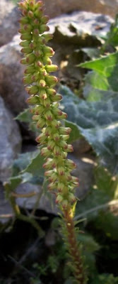 Umbilicus horizontalis,
Little Pennywort,
Narrow Navelwort,
Ombelico di Venere minore