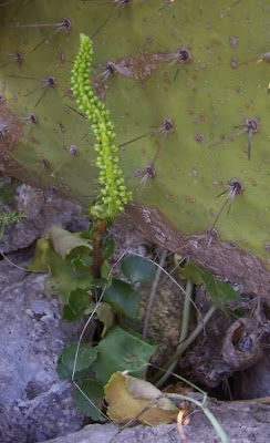 Umbilicus horizontalis,
Little Pennywort,
Narrow Navelwort,
Ombelico di Venere minore