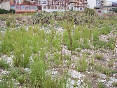 Urginea maritima,
Meerzwiebel,
red squill,
red-squill,
Scilla marittima,
Sea squill,
sea-onion,
sea-squill,
squill,
Squilla,
White Squill