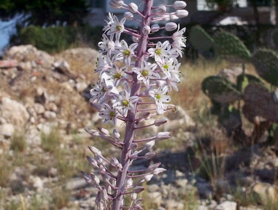 Urginea maritima,
Meerzwiebel,
red squill,
red-squill,
Scilla marittima,
Sea squill,
sea-onion,
sea-squill,
squill,
Squilla,
White Squill