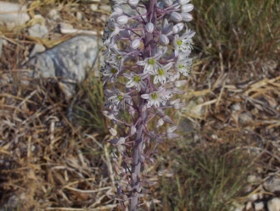 Urginea maritima,
Meerzwiebel,
red squill,
red-squill,
Scilla marittima,
Sea squill,
sea-onion,
sea-squill,
squill,
Squilla,
White Squill