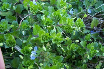 Birdeye speedwell Birdeye speedwell