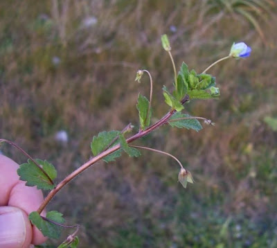 Birdeye speedwell Birdeye speedwell