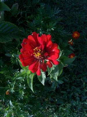Zinnia elegans,
,
elegant zinnia,
Youth And Old Age,
Zinnia